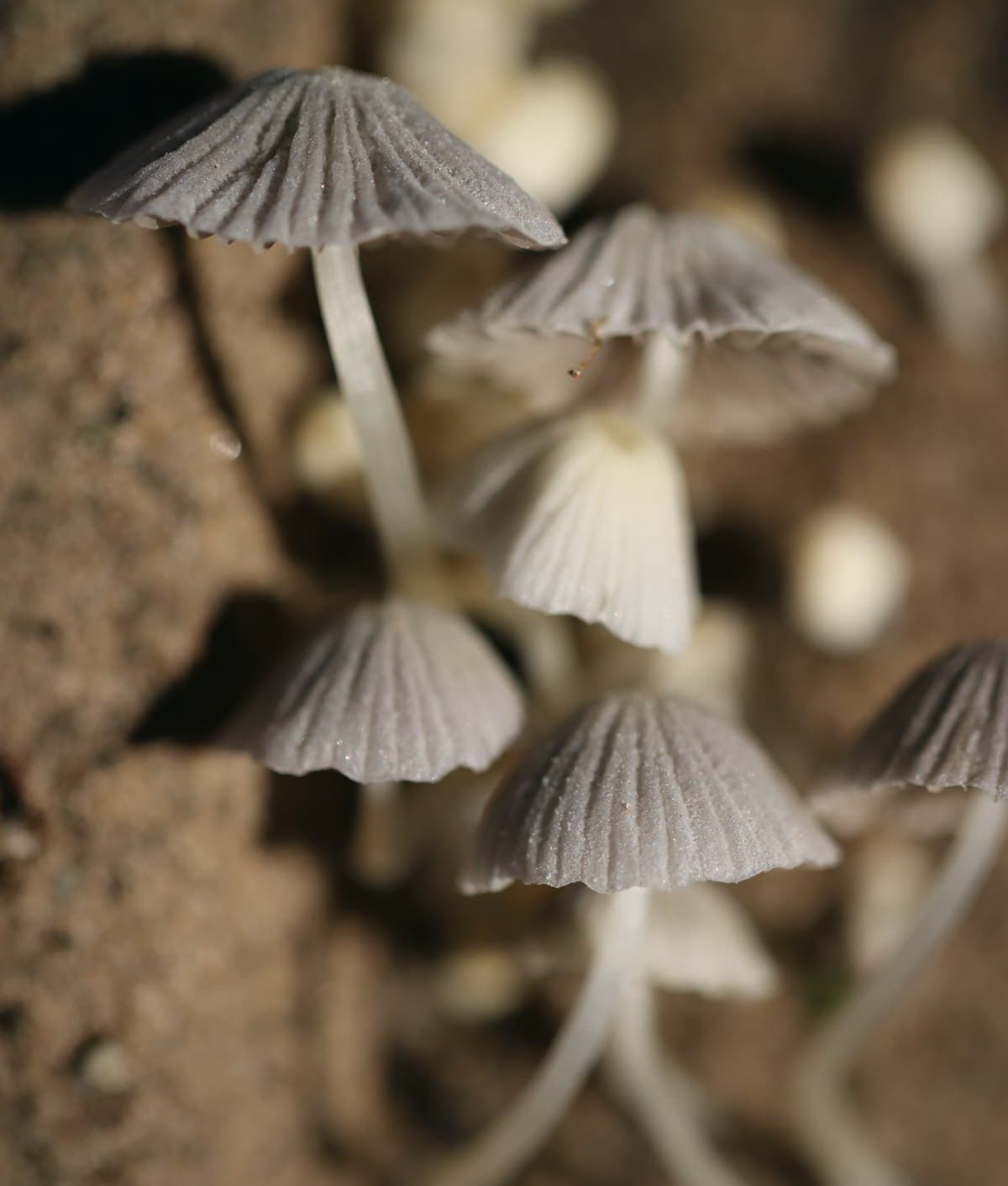 The medicine, up close